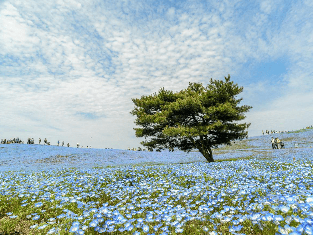 呼声简报（2022年11月7日