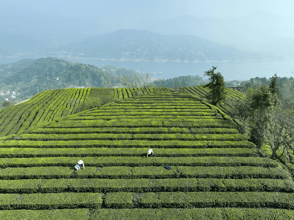 这是你在曼谷几乎所有的地方都能看到的地方