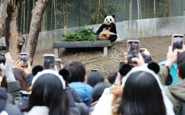 有人排队近7小时只为最后一次见面 姜宝代替福宝和大家说了谢谢_新闻频道_中华网